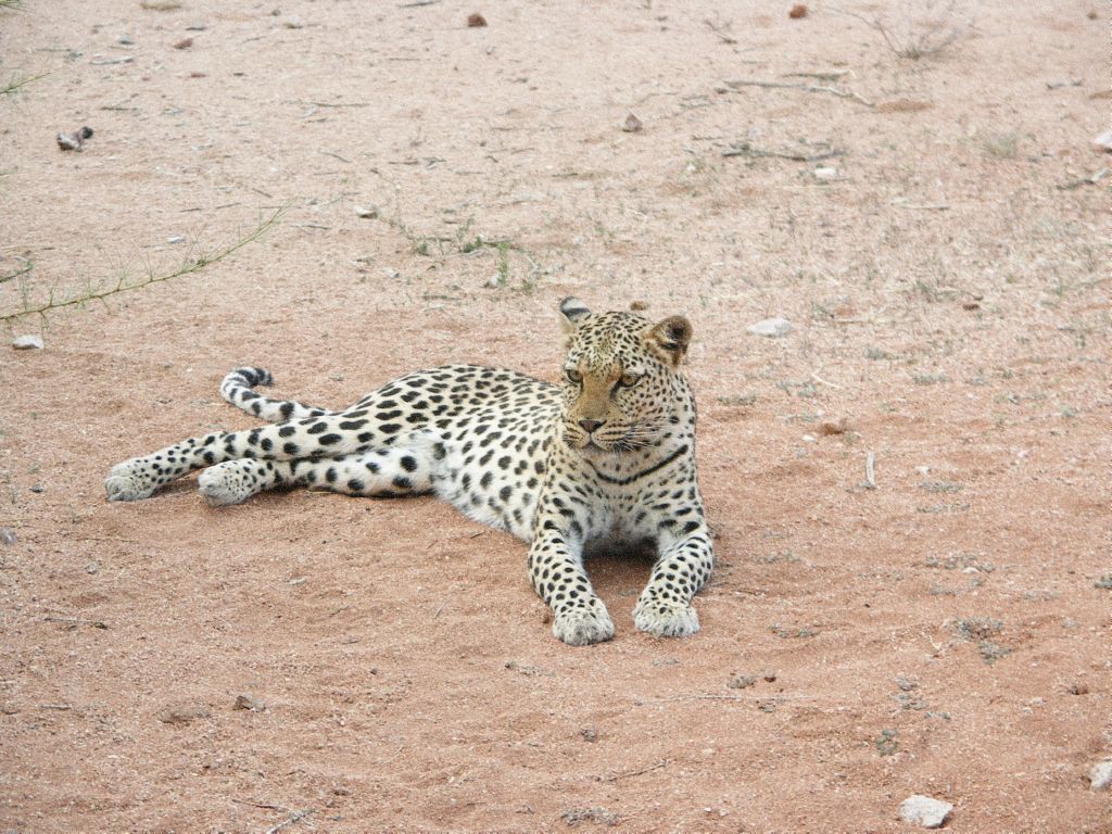 leopard 
